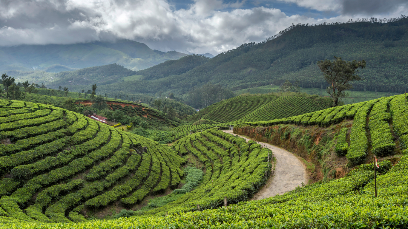 Private Tea Estate Walking Tour in Munnar, Kerala