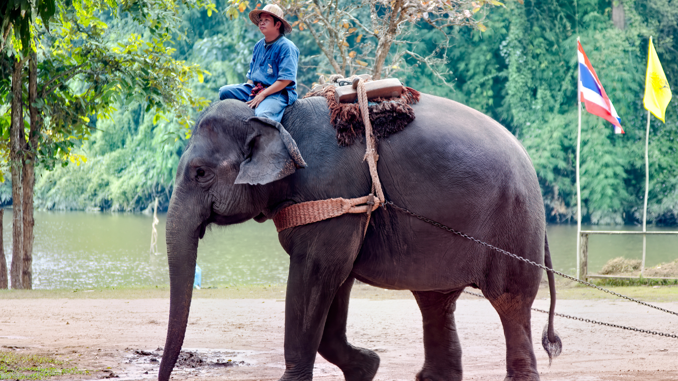 ethical-elephant-sanctuary-chiang-mai.jpg