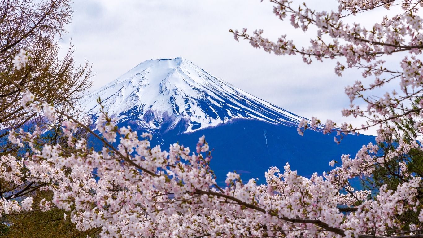 Mount Fuji + Cherry Blossoms