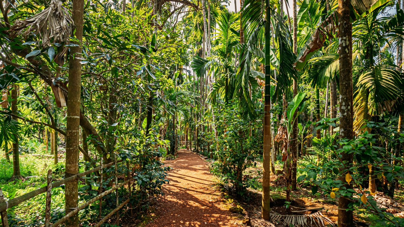 Green Surrounds