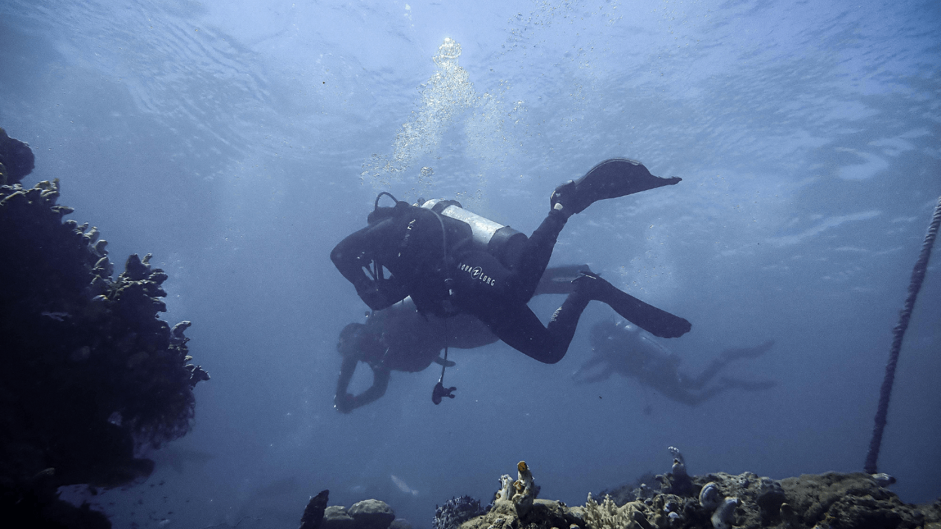 Coral Reef Dive