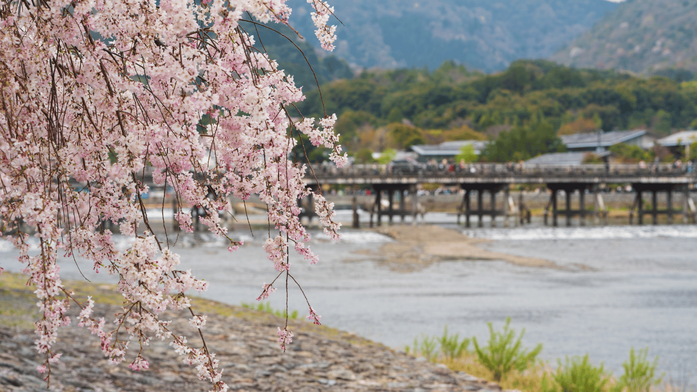 Japan – Cherry Blossom Season