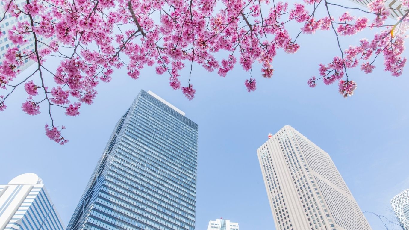 Sakura in Tokyo