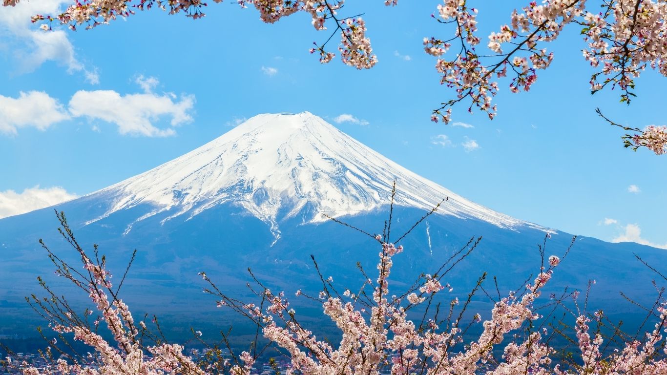 Mount Fuji Sakura View