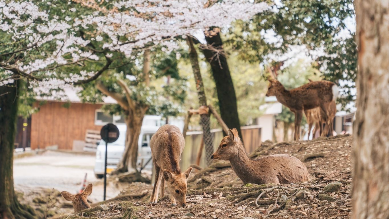 Nara Park Blossoms