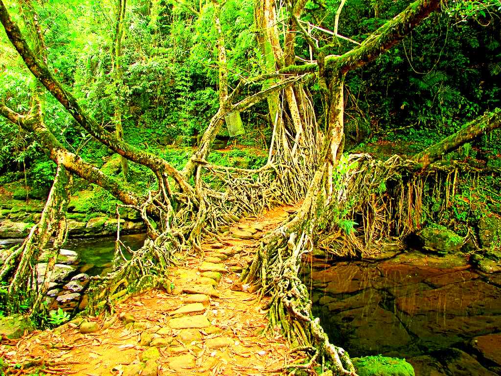 Living Root Bridges of Meghalaya