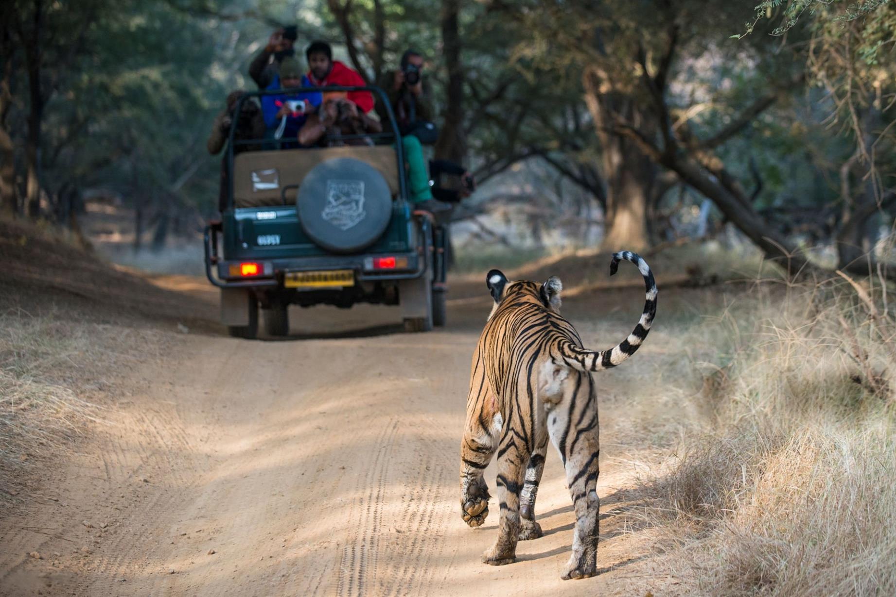 Rajasthan Wildlife Safari Packages from Ranthambore and Sariska