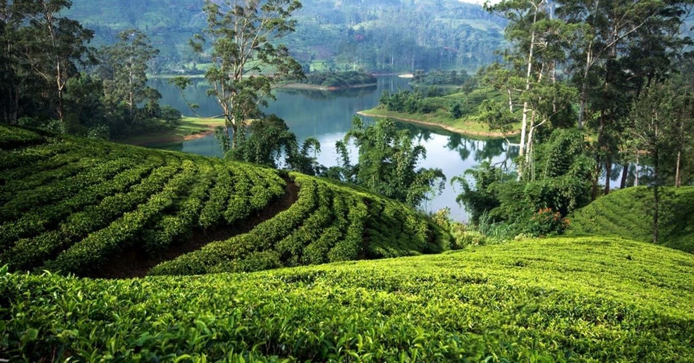 Tea Estate Stays Near Ella