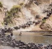 Kenya vs Tanzania Choosing Your Perfect African Safari